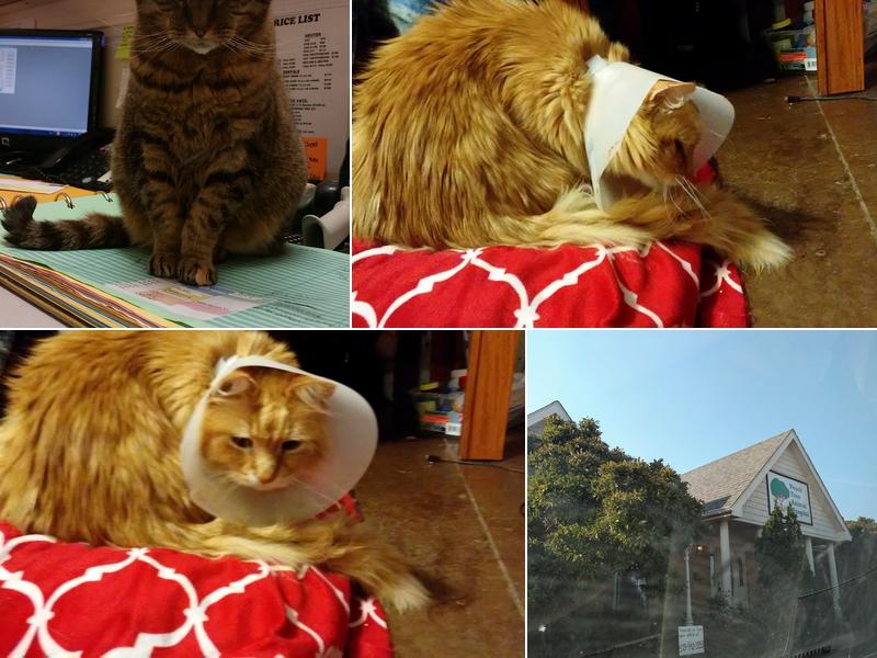 Peach Tree Animal Hospital