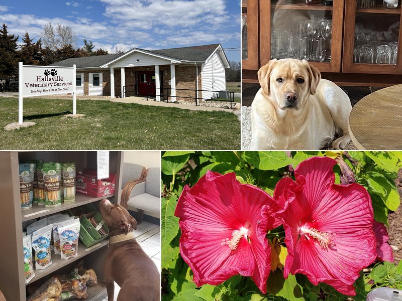 Hallsville Veterinary Services