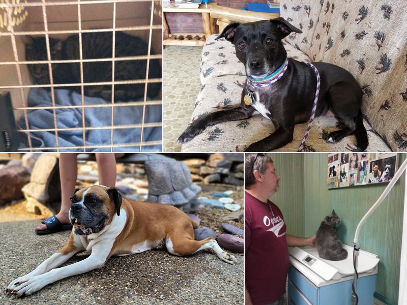 St Charles Animal Hospital