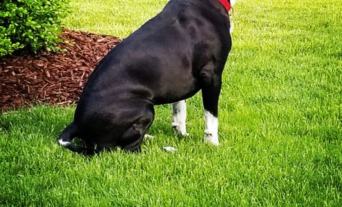 McCauley Animal Clinic