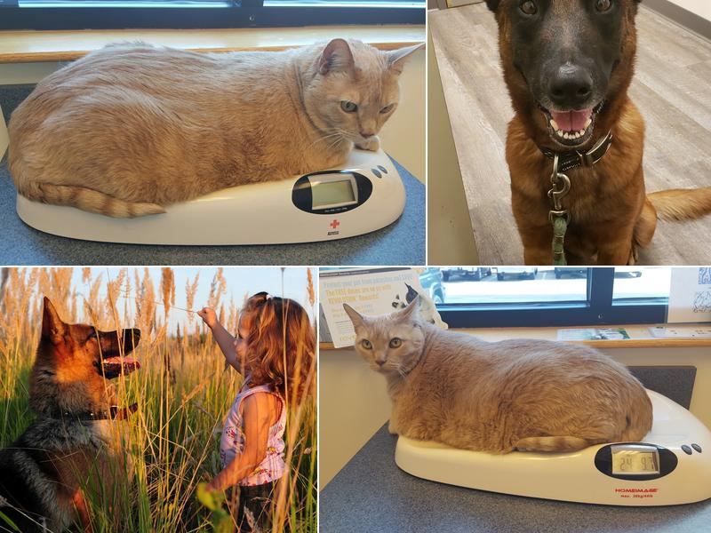 O'Fallon Veterinary Medical Center