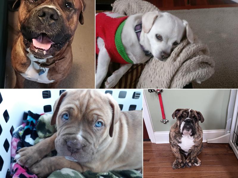 Troy & Wentzville Veterinary Clinics