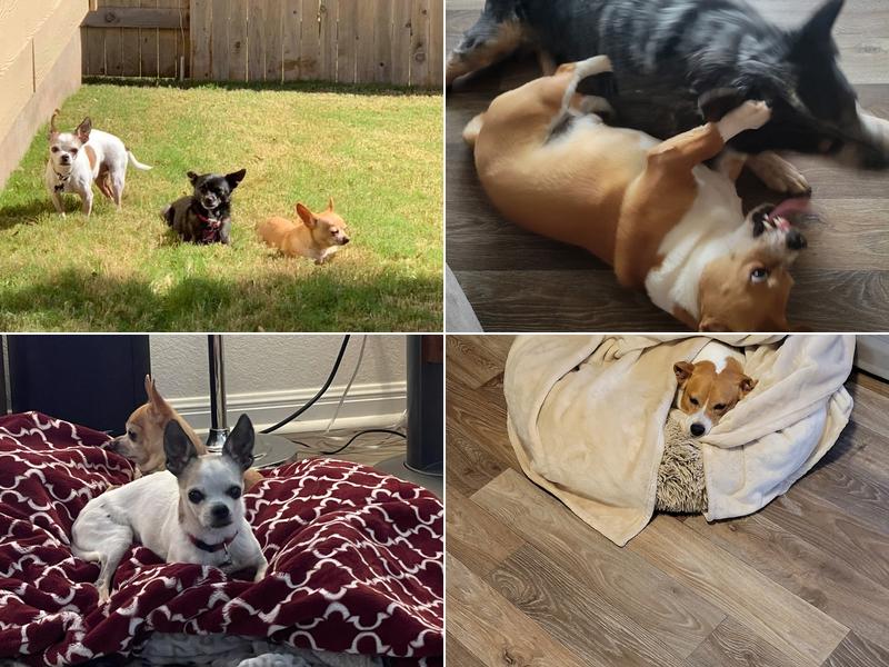 West Side Veterinary Clinic