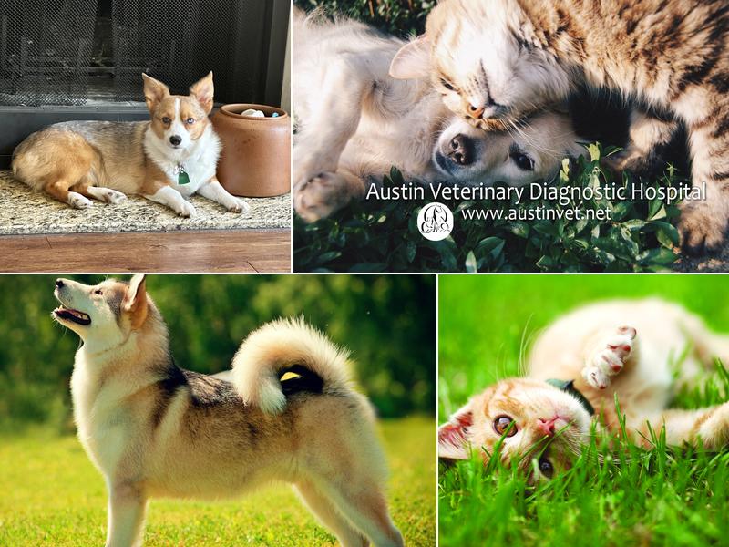 Austin Veterinary Diagnostic Hospital