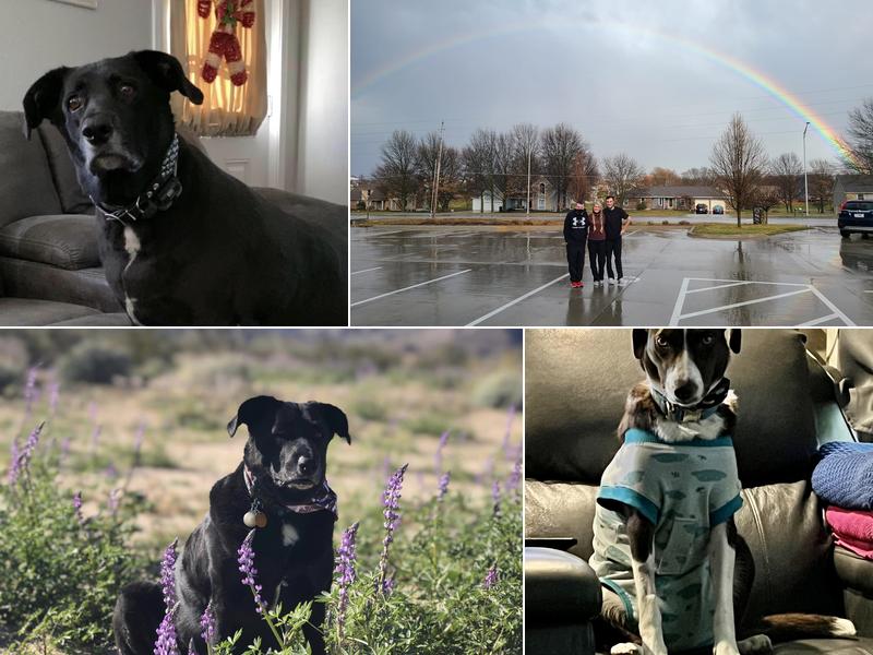 Raintree Animal Animal Hospital