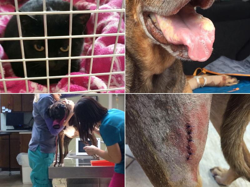 Donop, Barrett DVM - Austin Veterinary Diagnostic Hospital