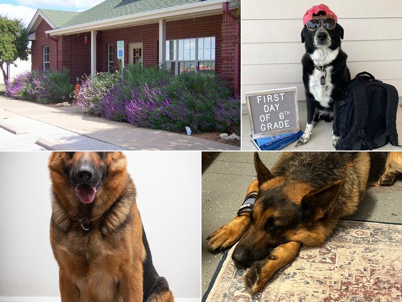 Hutto Veterinary Clinic