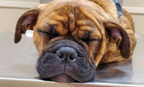 Brookville Road Animal Hospital: Crowe Jennifer DVM