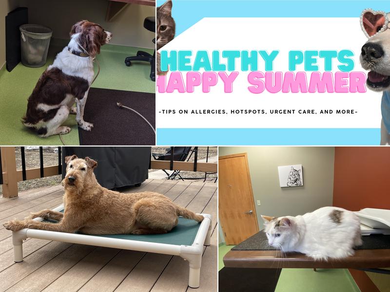 Lake Harriet Veterinary