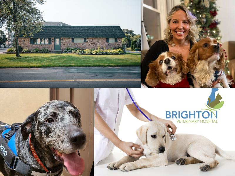 Brighton Veterinary Hospital