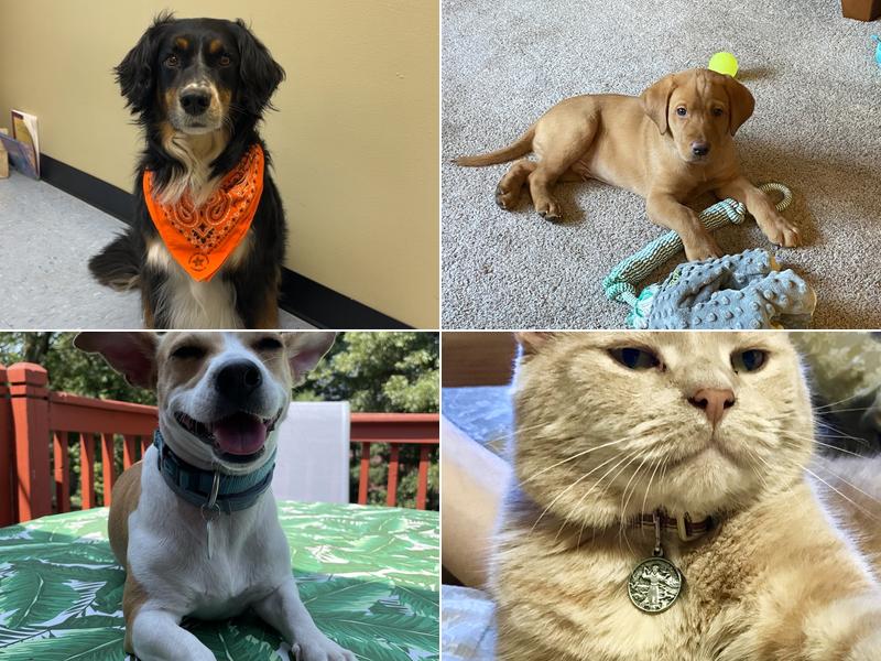 Maplebrook Pet Care Center