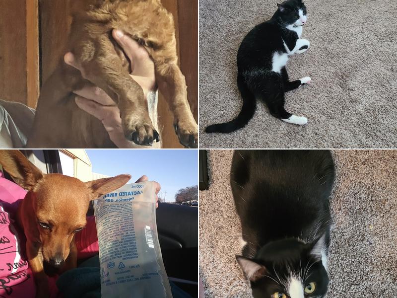 Paws & Claws Veterinary Clinic