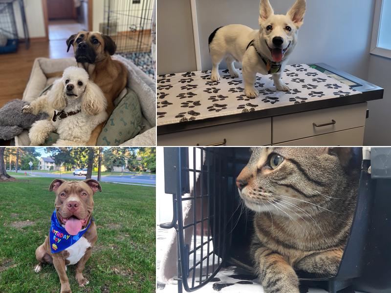 Scott Lake Veterinary Center