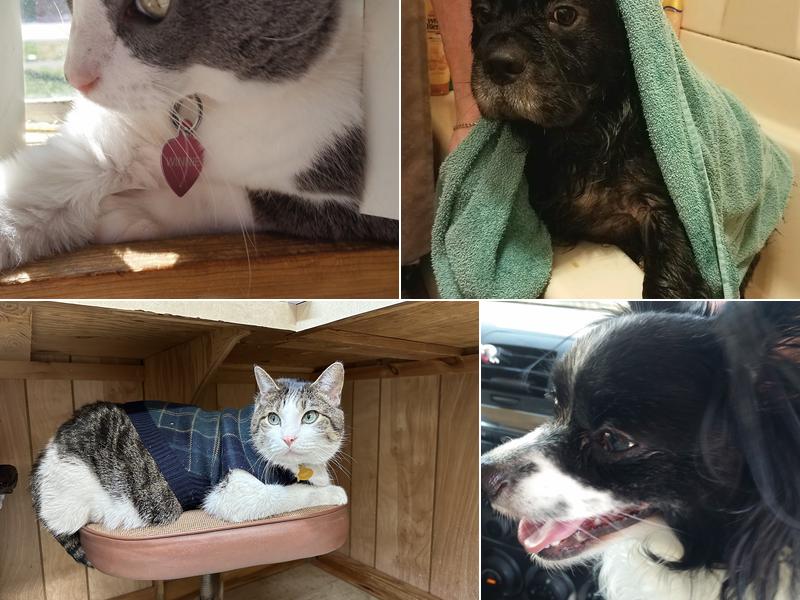 Albion Veterinary Clinic