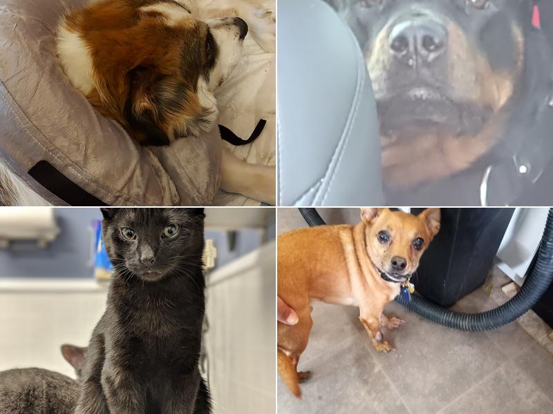 MARS Veterinary Services