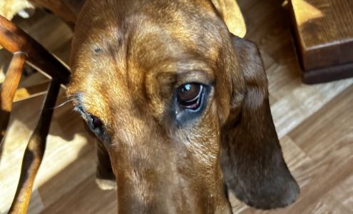 Davis Veterinary Service, PC 429 N Logan St, Winamac Indiana 46996