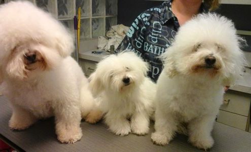 Granite City Pet Hospital