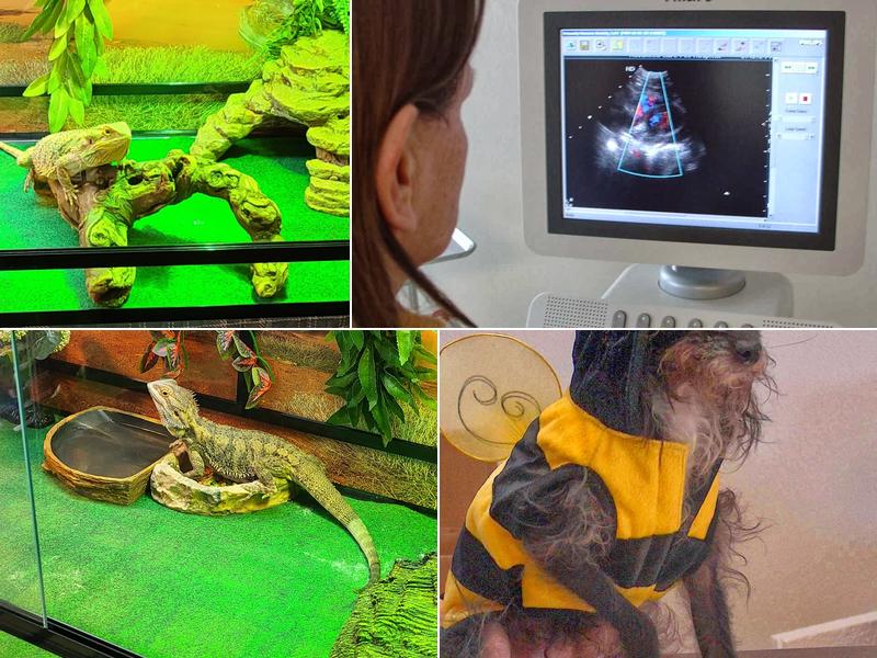 Dr. Pamela Gerds DVM