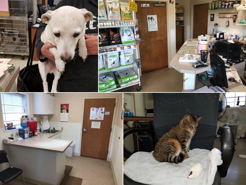 New Ross Veterinary Services