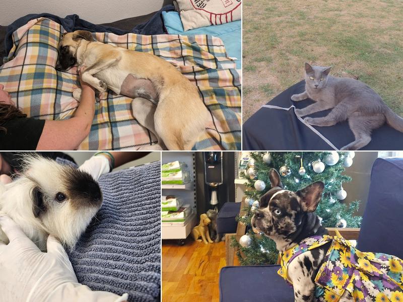 Wild Peach Veterinary Clinic