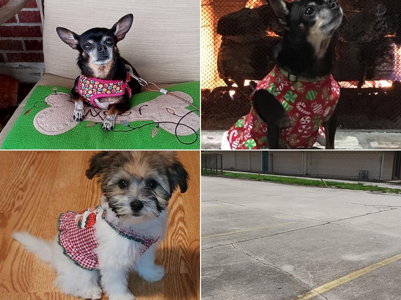 All Creatures Veterinary Hospital