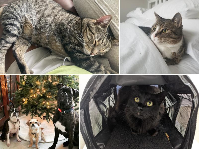 Bluebonnet Animal Hospital