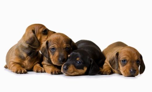 Firehouse Animal Health Center Westlake