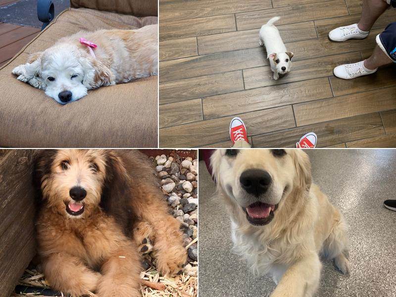 River Hills Pet Care Hospital