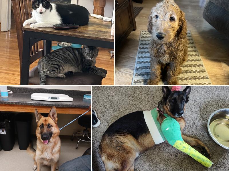 Nicollet Veterinary Clinic