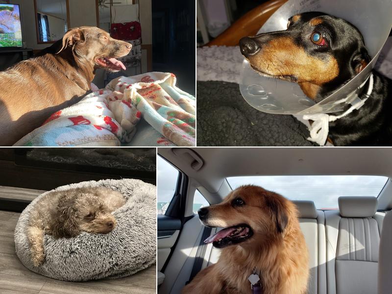 Animal Emergency & Referral Center