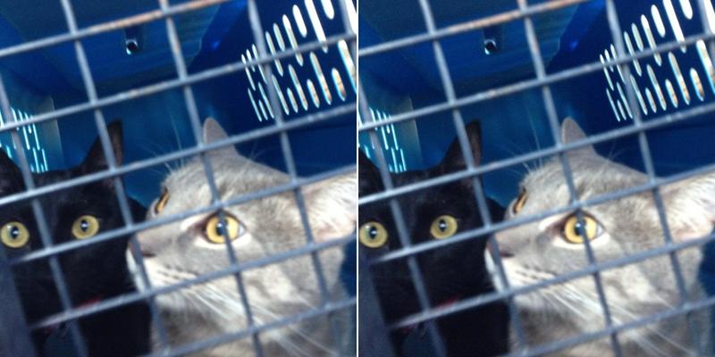 Hyde Park Animal Clinic