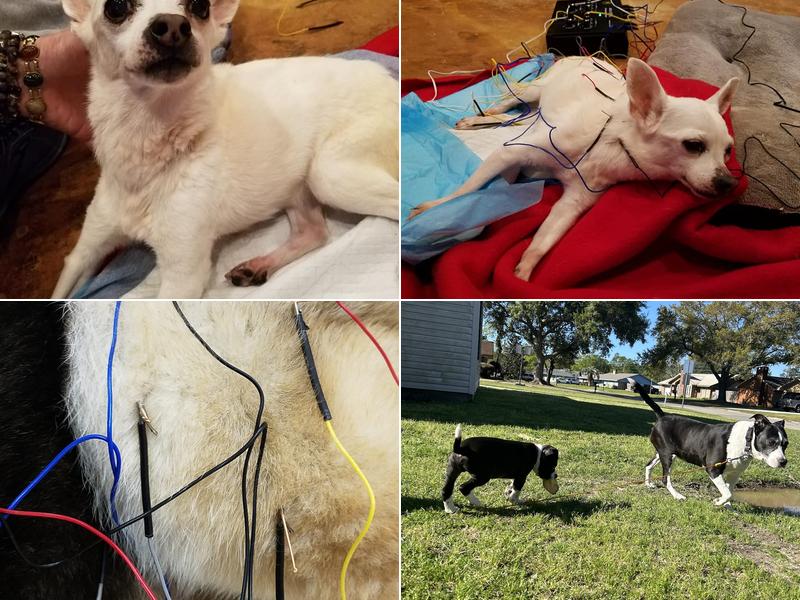 Pelican Bay Mobile Vet Clinic: Saunders Chel DVM