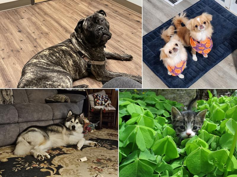 Pioneer Animal Hospital