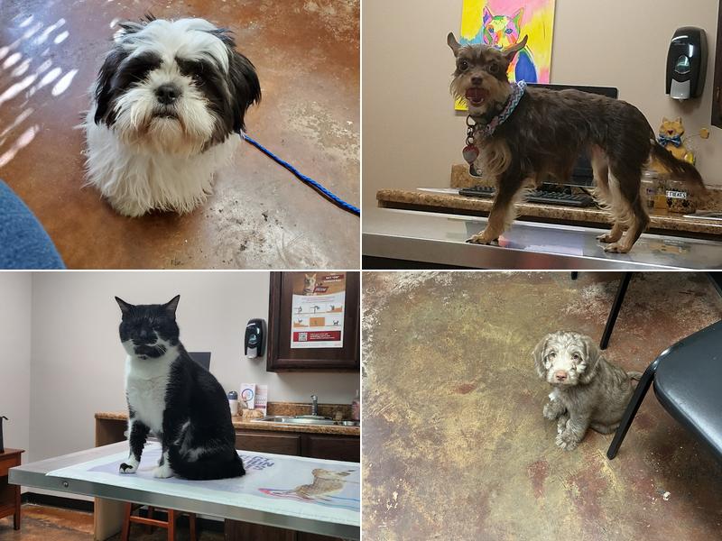 Elmore Road Veterinary Clinic