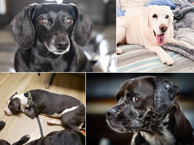 Hernando Animal Clinic