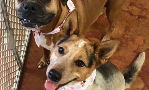 Dessau Veterinary Clinic