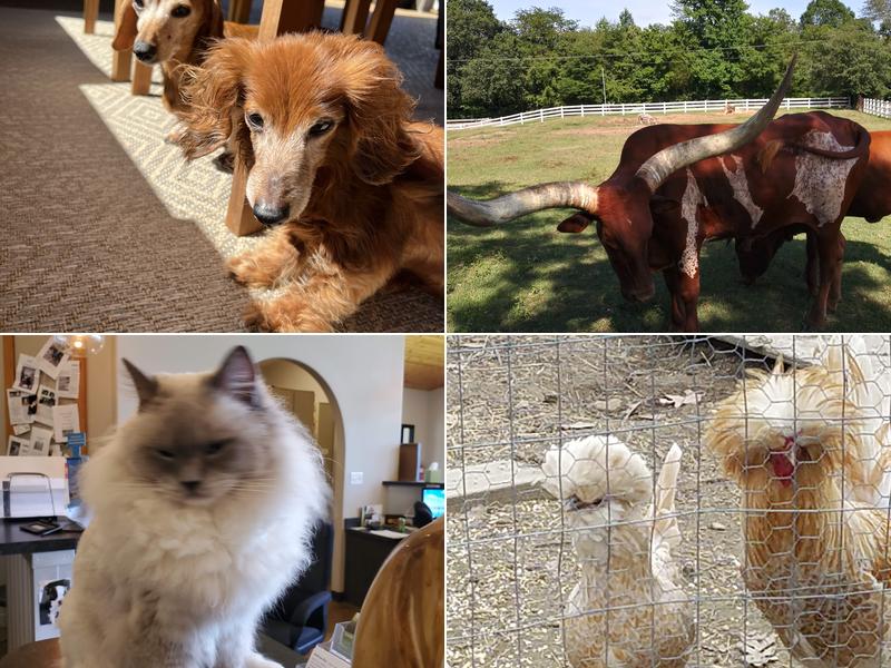 Cat & Cow Veterinary Clinic