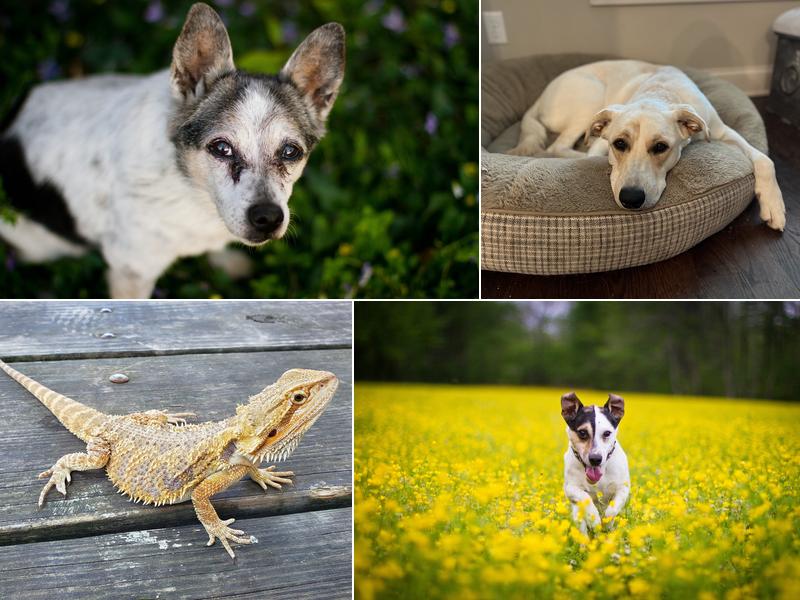 McGehee Clinic For Animals