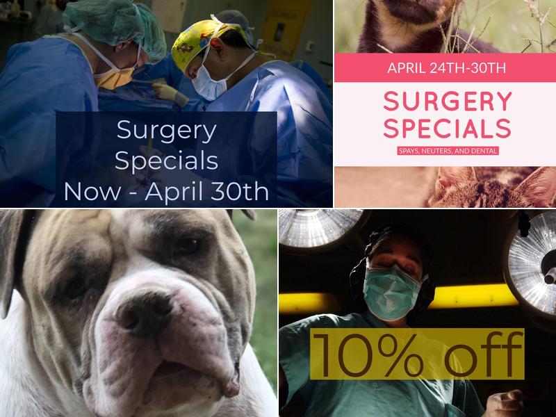 Open Arms Animal Hospital: Rickett Julia DVM