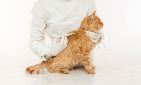 Bayview Pet Medical and Dental Center Ocean Springs