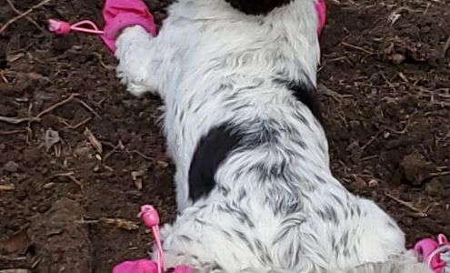 Big Ridge Veterinary Hospital Ocean Springs