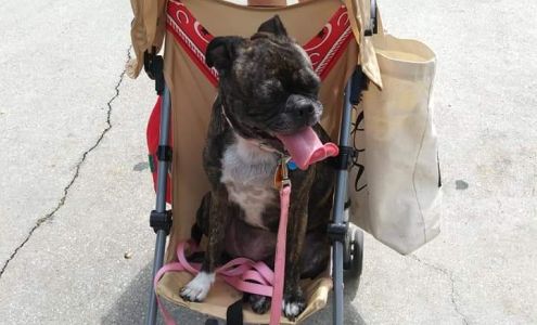 Ocean Springs Animal Hospital Ocean Springs