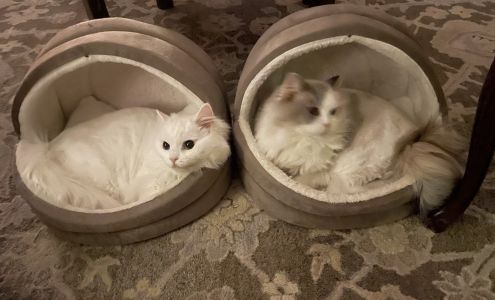 Holahan Odile R DVM 515 Washington Ave, Ocean Springs Mississippi 39564