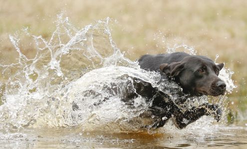 Mississippi Veterinary Ophthalmology Specialists Ocean Springs