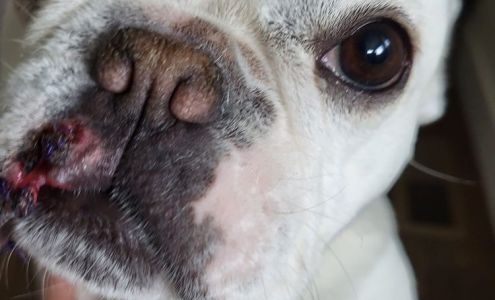 Best Friend's Animal Hospital: Gocke-Smith Emily DVM