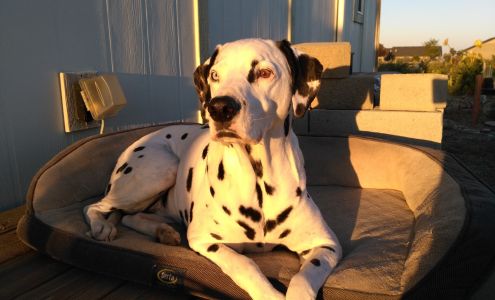 Granite Peak Veterinary Hosptial Billings