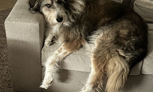 Beartooth Veterinary Services Laurel