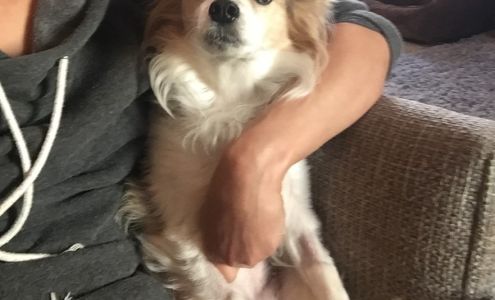 Animal Clinic: Hanich Greg DVM