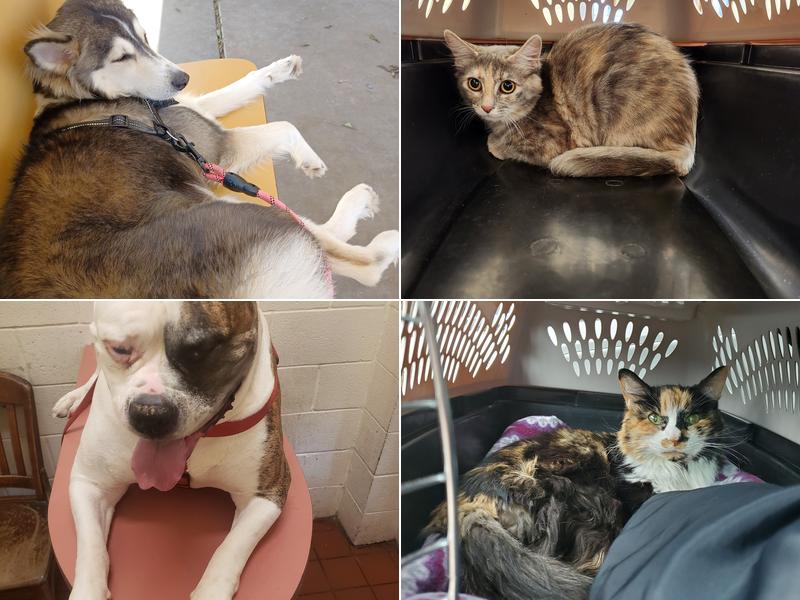 Baldwin & Crosstown Animal Clinic