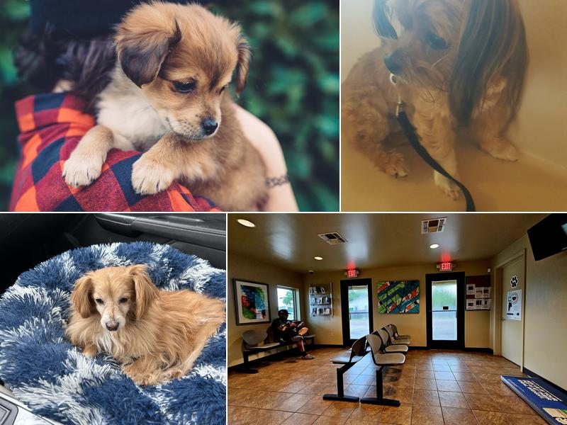 Doddridge Animal Clinic